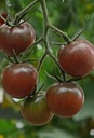 De Zaderij Tomaat Black Cherry