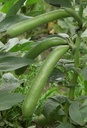 De Zaderij Tuinboon Tineke's Witkiem