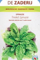 De Zaderij Tineke's spinazie - Spinacia oleracea