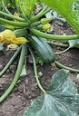 De Zaderij Courgette Dikkertje Dap