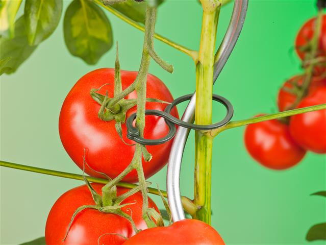 Nature Tomatenplantringen Ø65mm set à 25 stuks