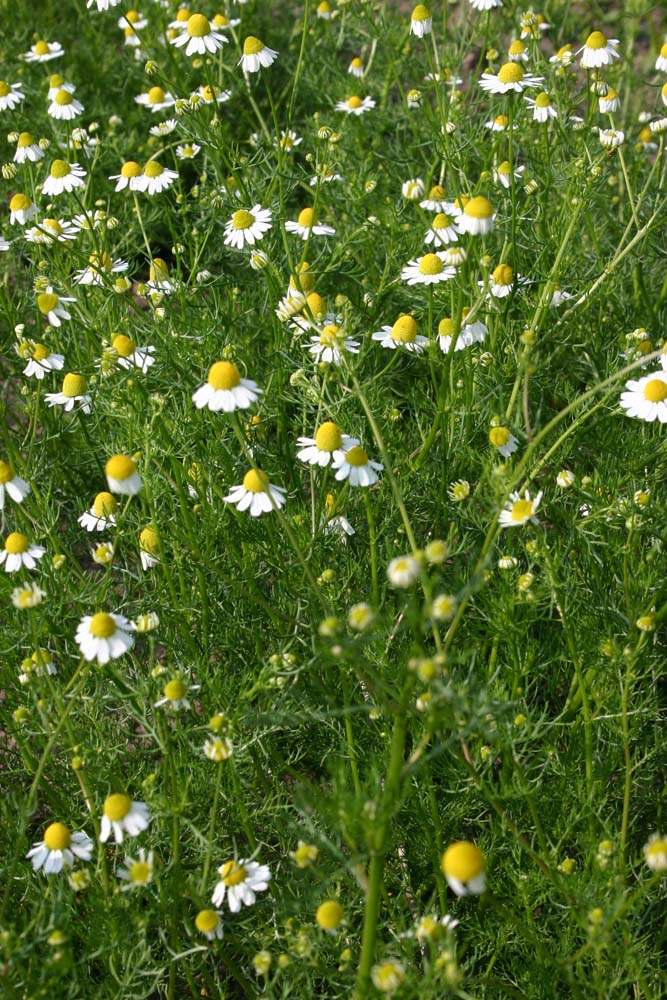 De Bolster Echte Kamille Matricaria recutita