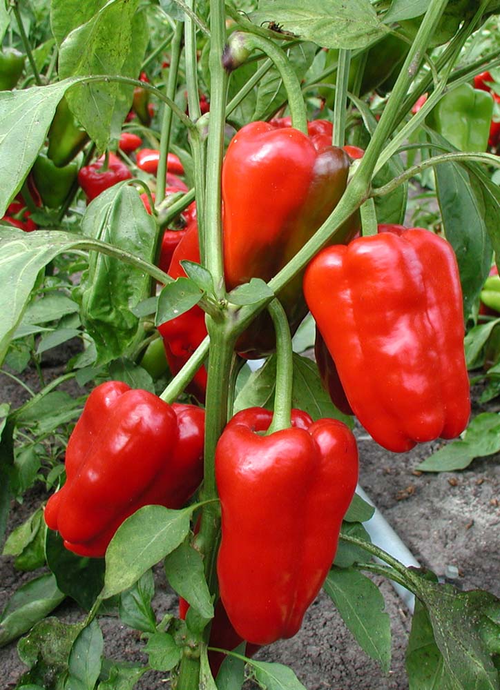 De Bolster Blokpaprika Jubilandska