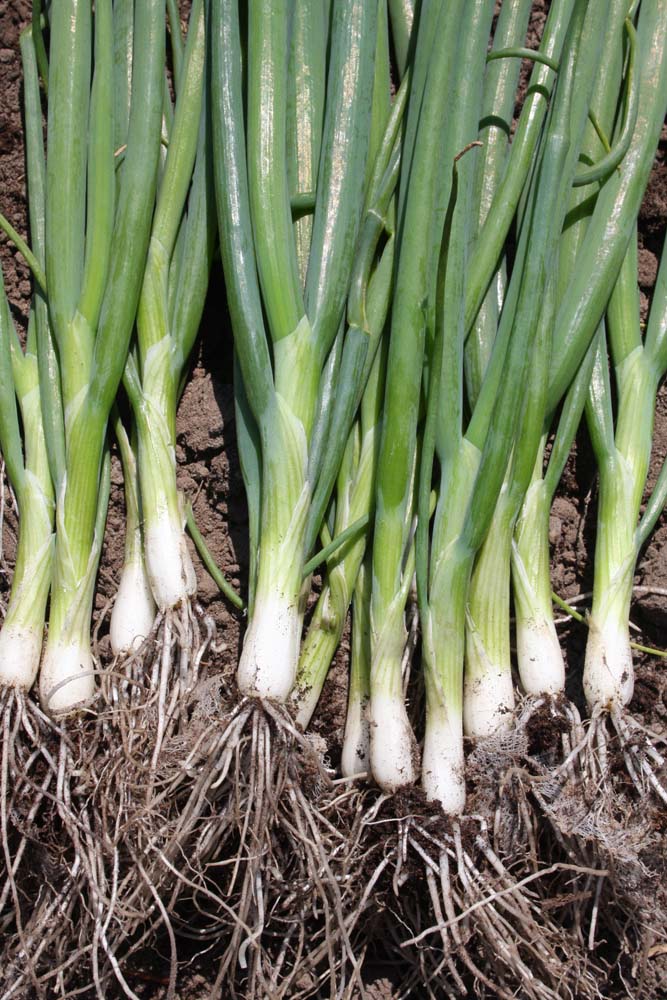 De Bolster Stengelui 'Ishikura Long White'