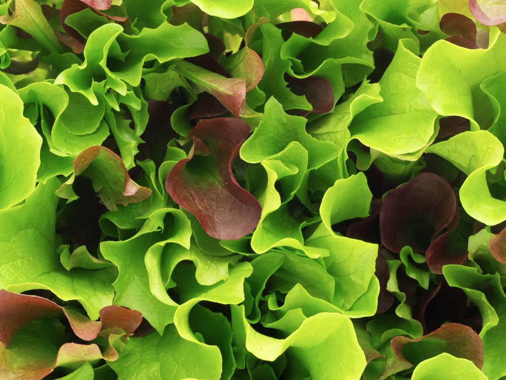 De Bolster Mesclun Puur sla