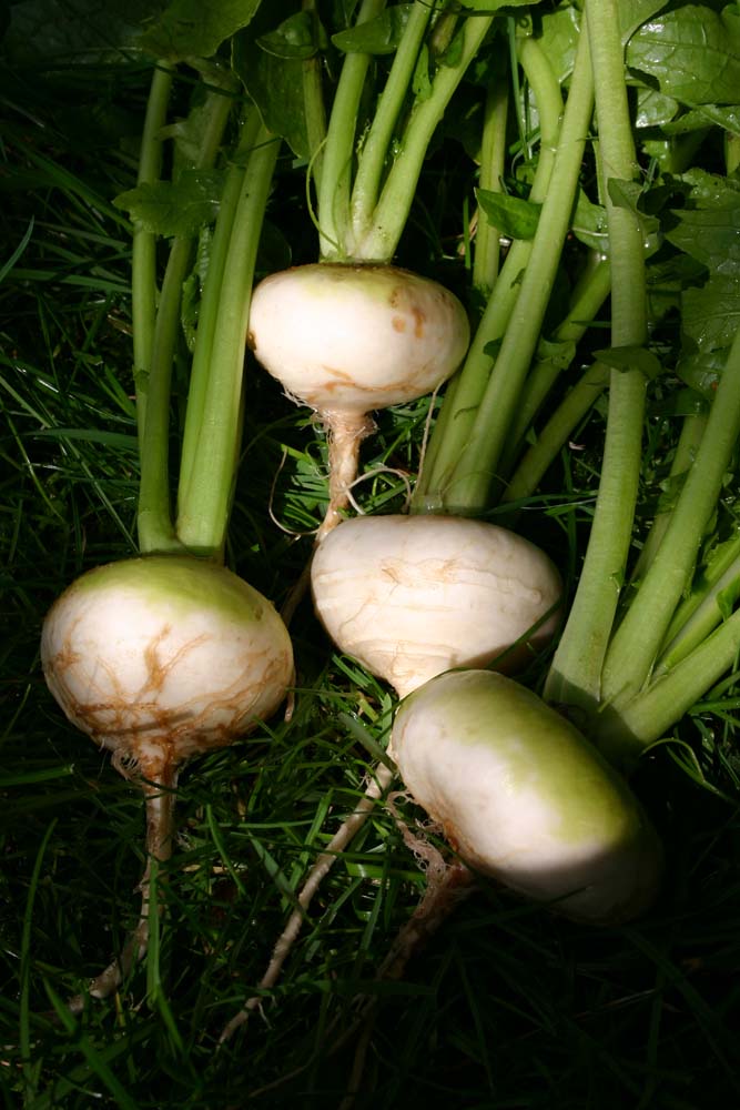 De Bolster Meiraap Platte Witte Mei