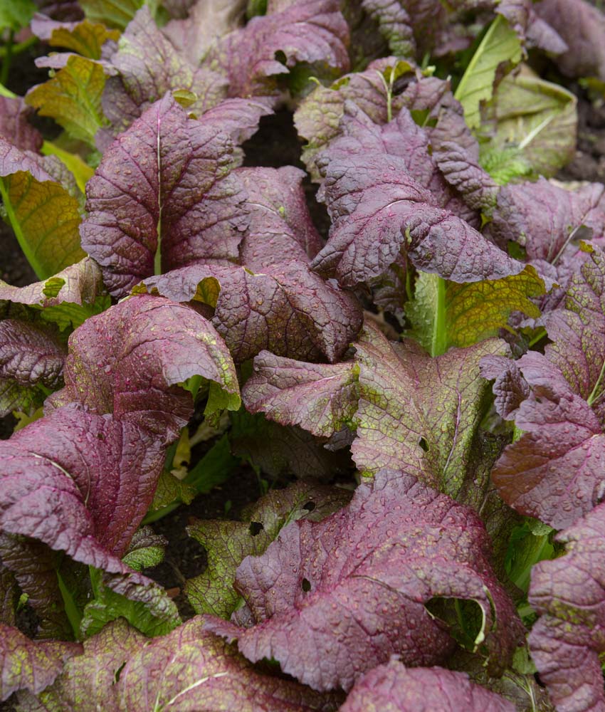 De Bolster Asian Sla Red Giant