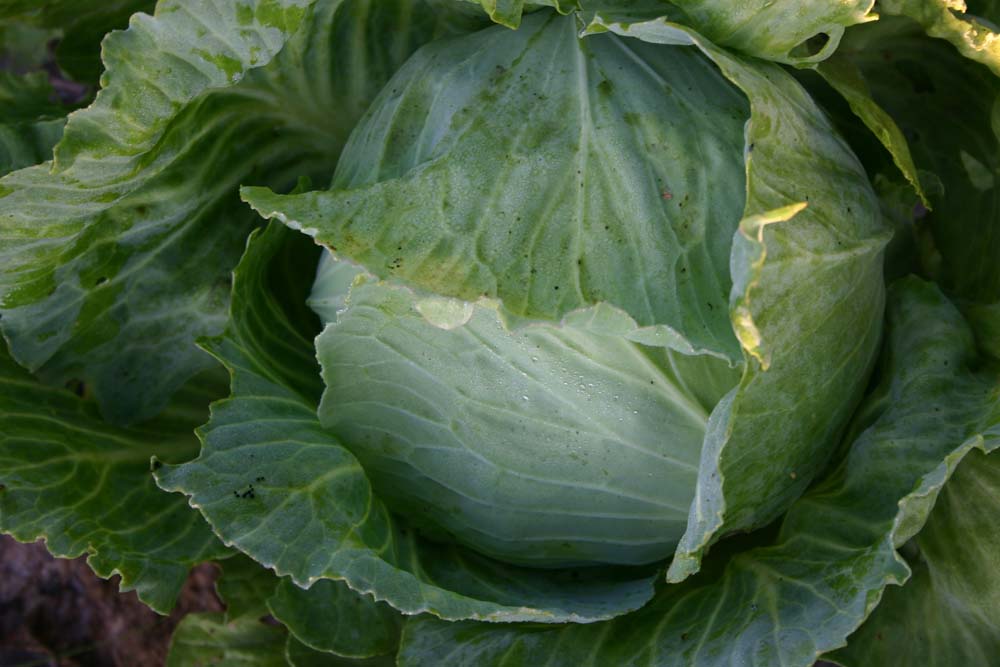 De bolster Witte kool Roem van Enkhuizen 2