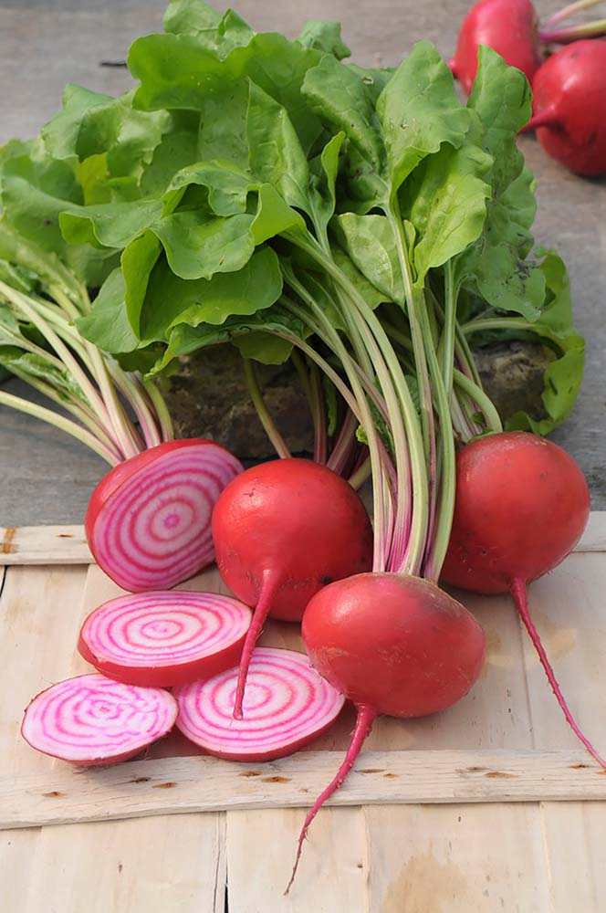 De Bolster Rode biet Chioggia