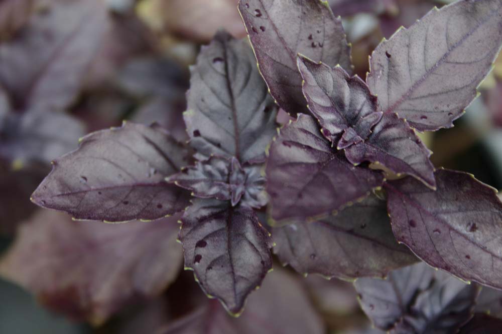 De Bolster Basilicum Dark Opal