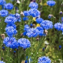 De Bolster Korenbloem - Centaurea cyanus