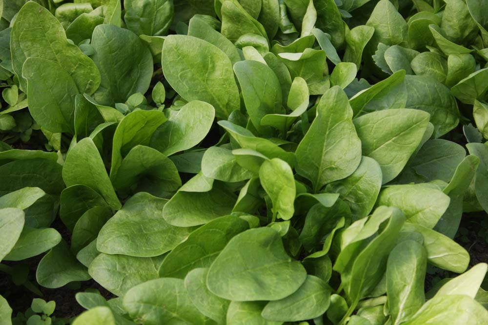 De Bolster Spinazie 'Winterreuzen'