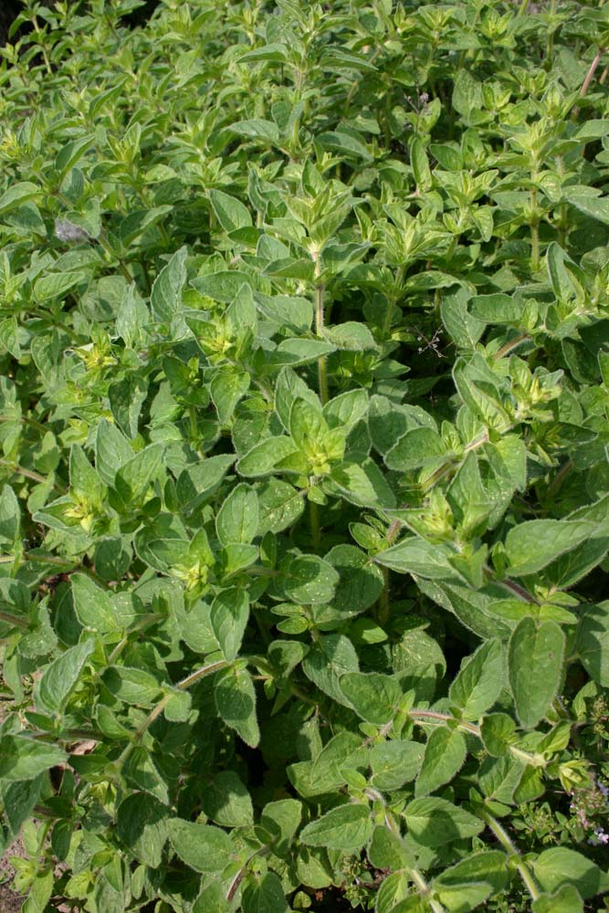 De Bolster Wilde marjolein
