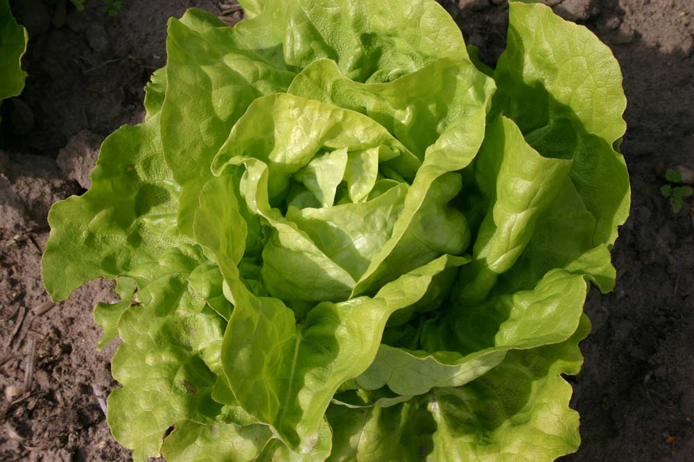 De Bolster Kropsla Twellose Gele