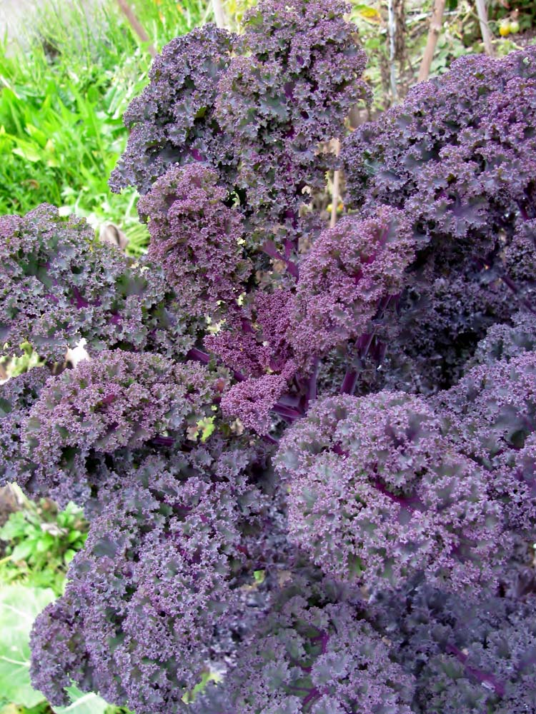 De Bolster Boerenkool Roter Grunkohl