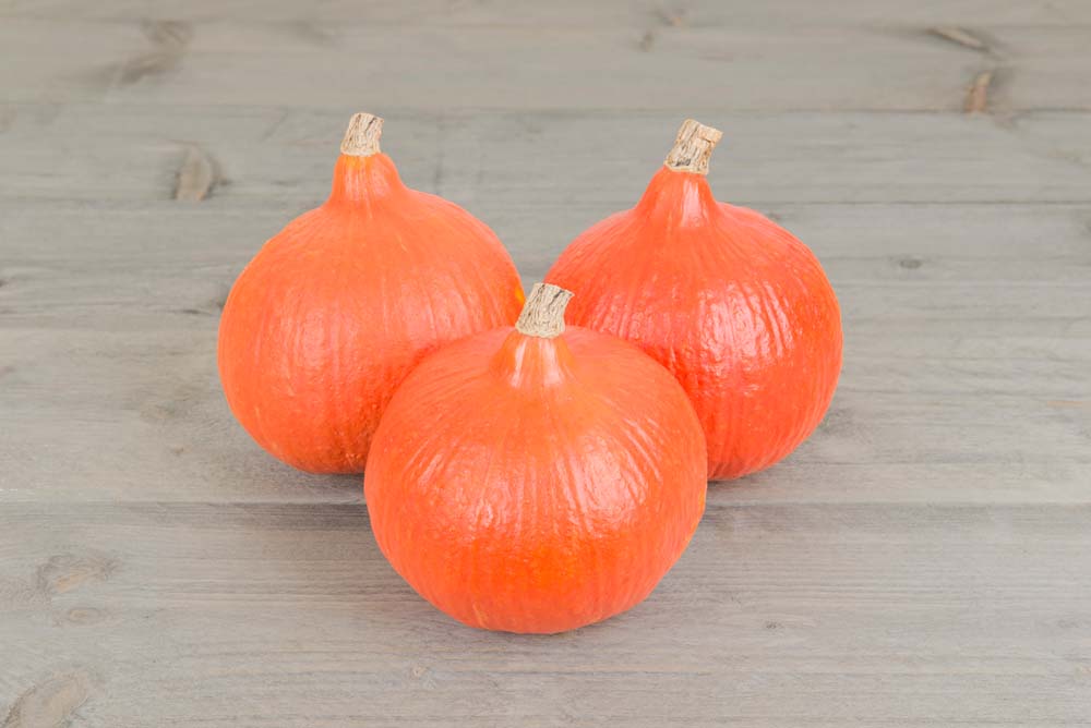 De Bolster Pompoen Rankend Fictor