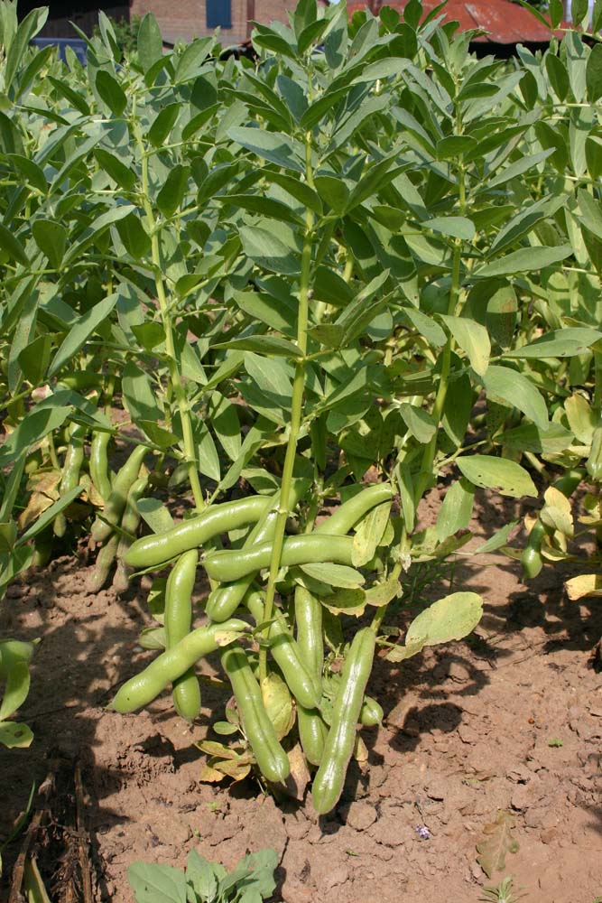 De Bolster Tuinboon Ratio