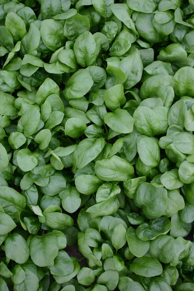 De Bolster Rijsdoperwt Senator