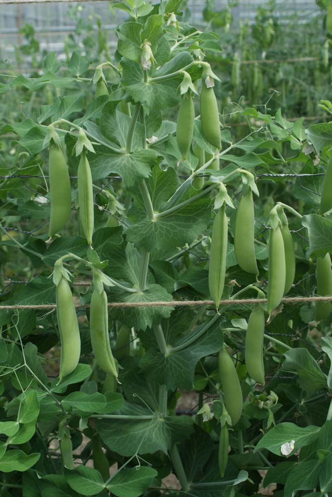 De Bolster Sugar snap Nairobi