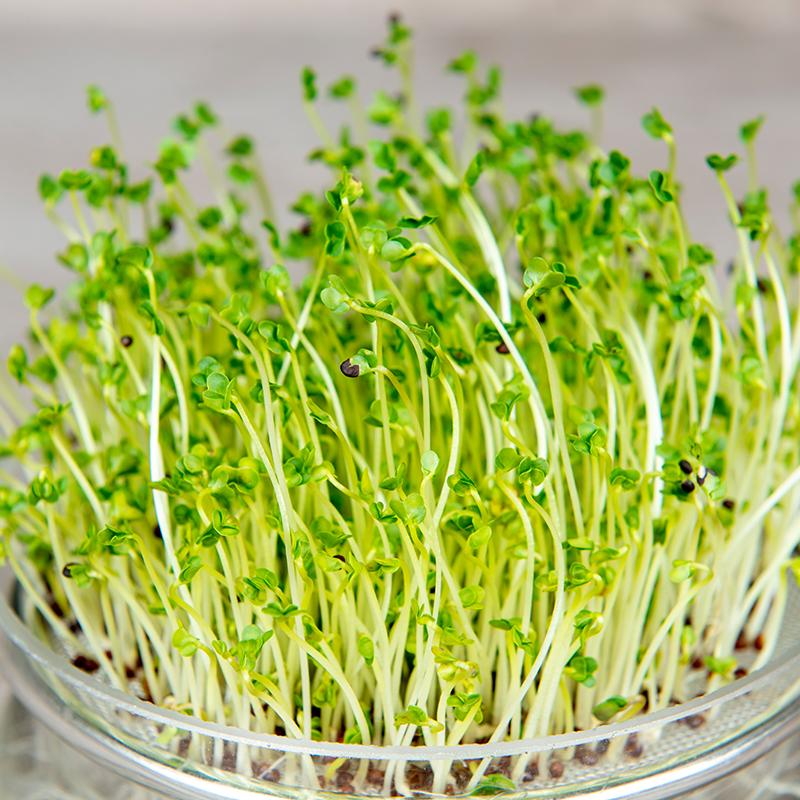 De Bolster Kiemgroenten Broccolikers