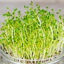 De Bolster Kiemgroenten Broccolikers