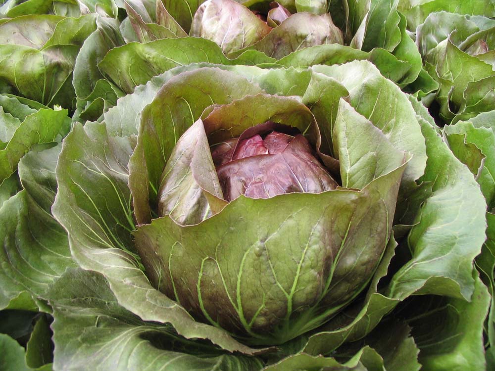 De Bolster Radicchio Rosso Lenorardo F1