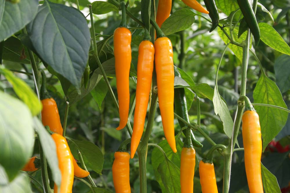 De Bolster Peper Koh Tao