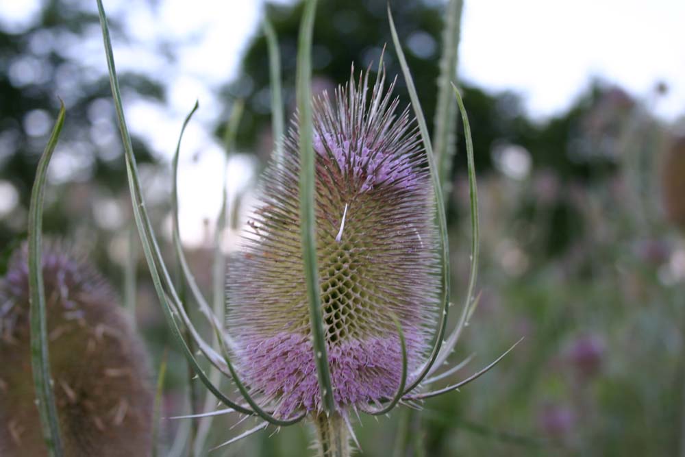 De Bolster Grote kaardebol