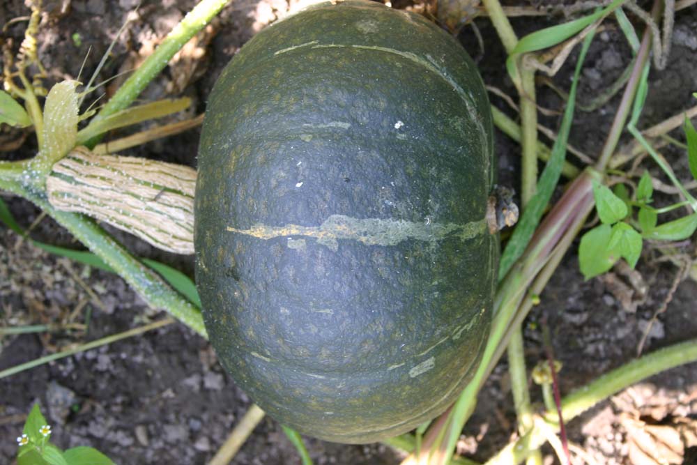 De Bolster Pompoen Groene Hokkaido