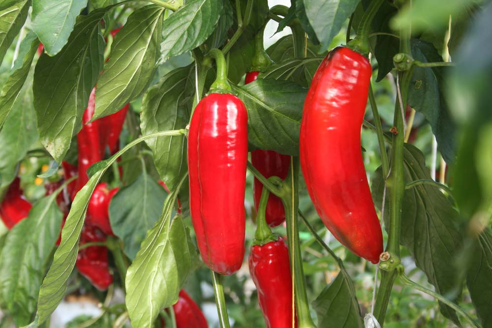 De Bolster Zoetpuntpaprika Xaro