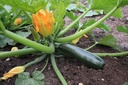 De Bolster Courgette Black Beauty