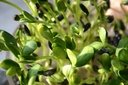 De Bolster Zonnebloem kiemgroente