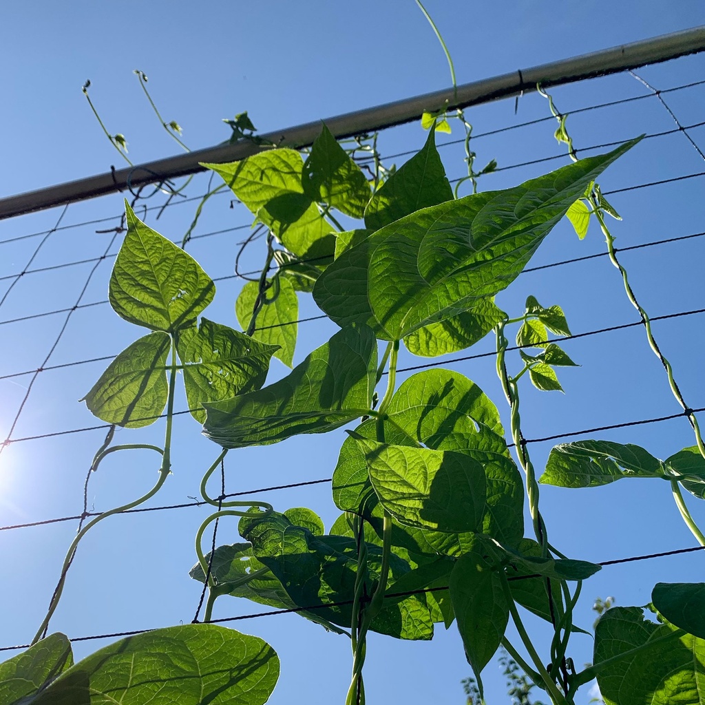 Makkelijke moestuin Los Net Klimrek 120x180