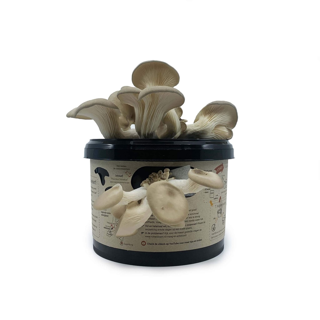 Rotterzwam Growkit