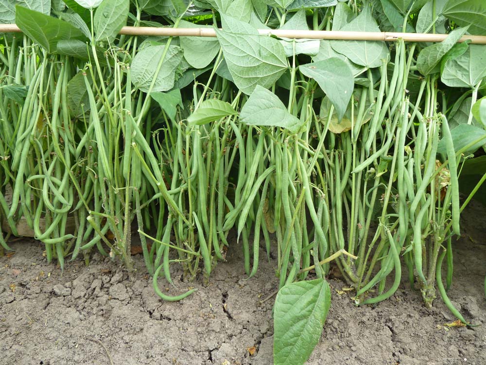 De Bolster Stamslaboon Compass