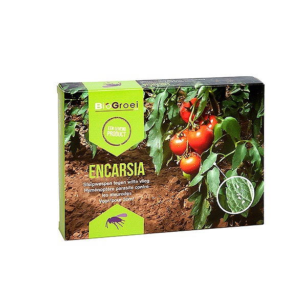 Biogroei Encarsia sluipwesp 30m2