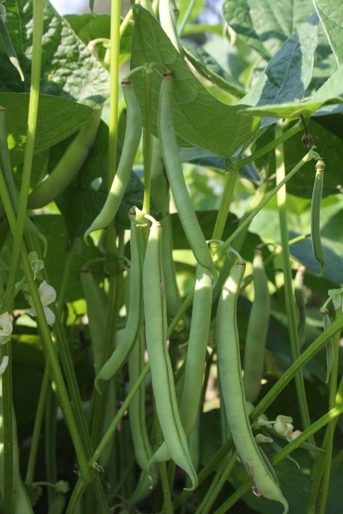 De Bolster Stamslaboon Dubbele witte zonder draad