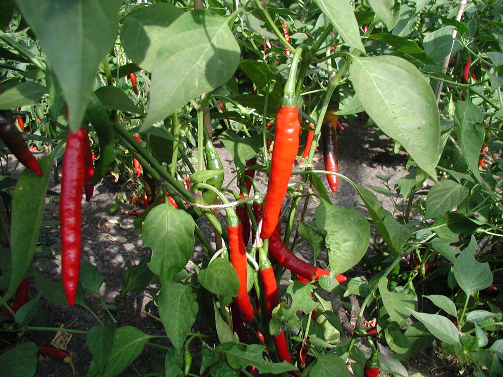 De Bolster Peper Westlandse Lange Rode