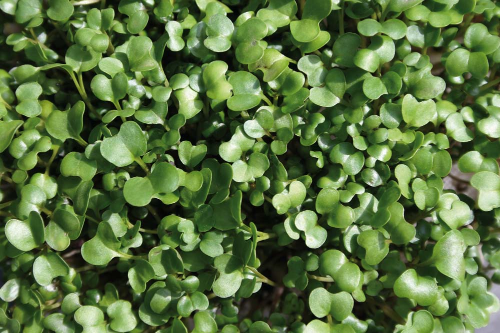 De Bolster Rucolakers kiemgroenten