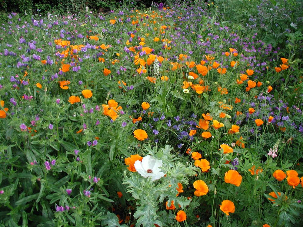 De Bolster Bloemenmengsel Middelhoog