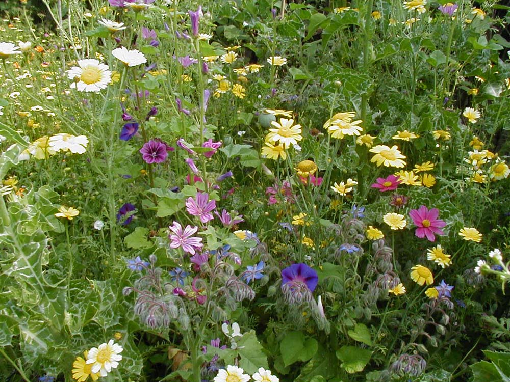 De Bolster Bloemenmengsel hoog