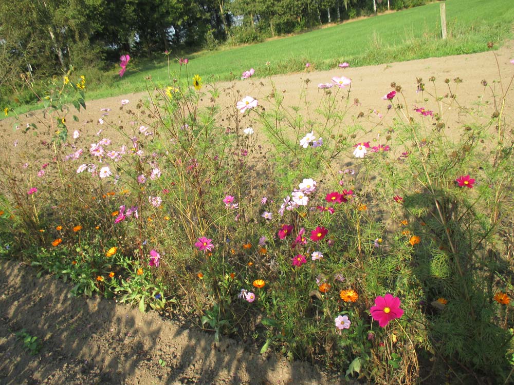De Bolster Akkerbloemenmengsel