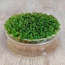 De Bolster Basilicumkers Kiemgroente