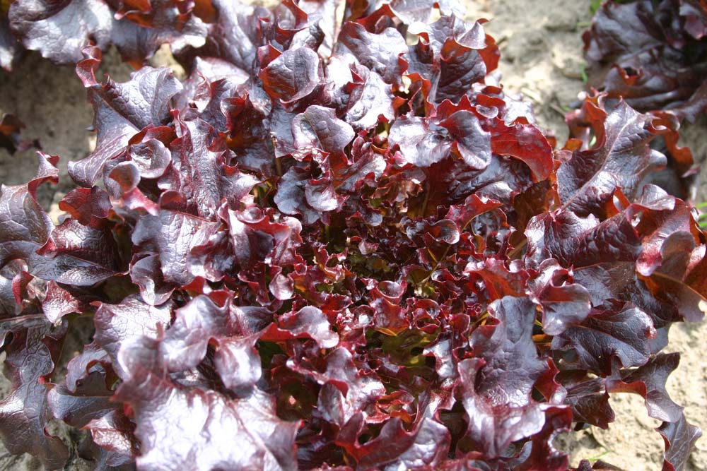 De Bolster Eikenbladsla Red Salad Bowl