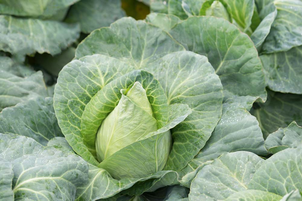 De Bolster Spitskool Caraflex F1