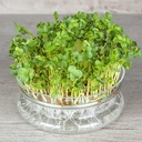 De Bolster Radijskers Daikon