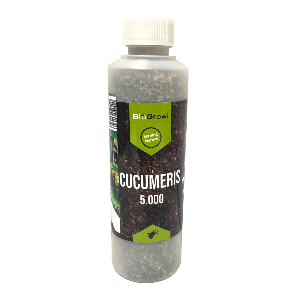 Biogroei Neoseiulus cucumeris / CUCU-MITE 5000 roofmijt