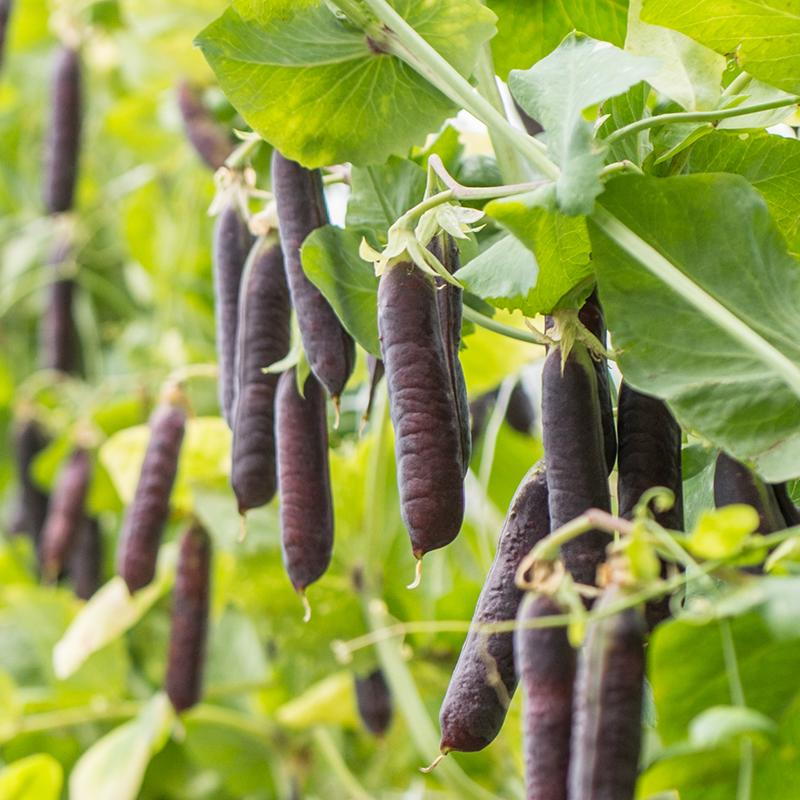 De Bolster Kapucijner 'Blauwschokker'