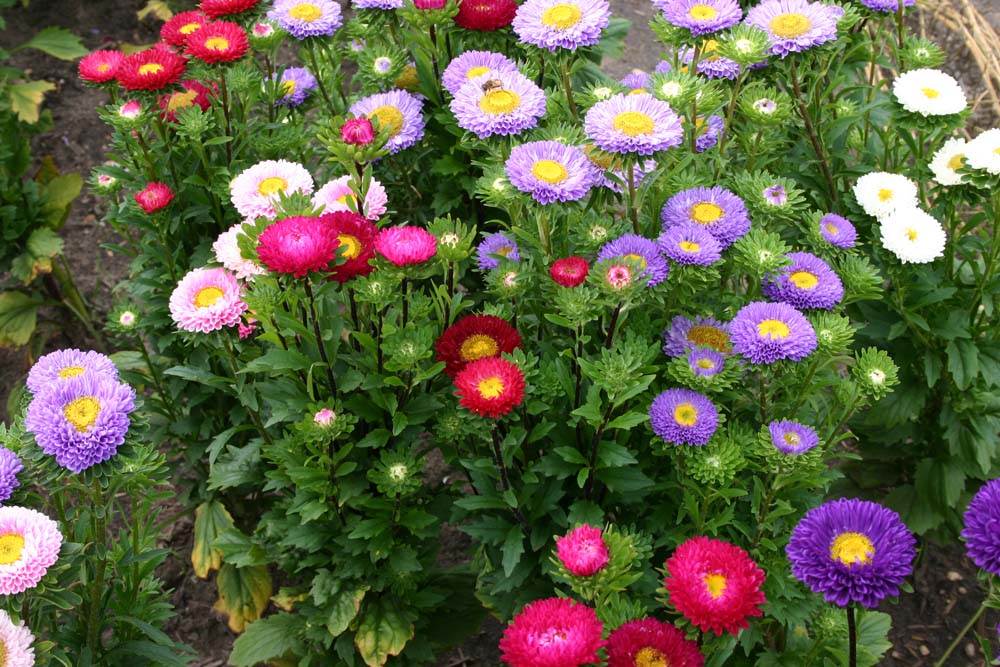De Bolster Zomeraster 'Matsumoto Mix'