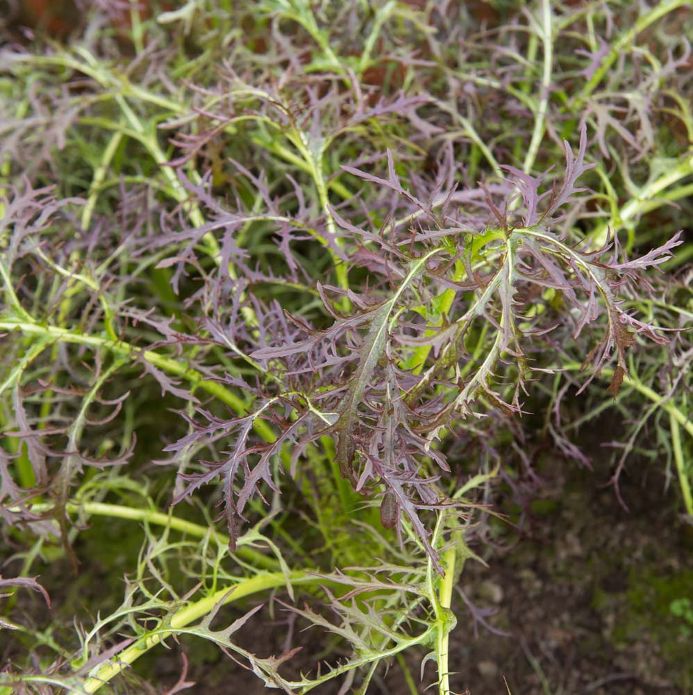 De Bolster Bladmosterd 'Purple Frills'